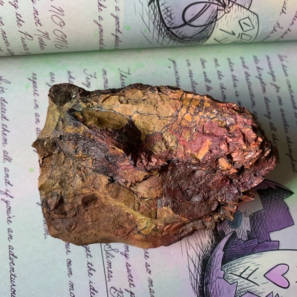 Beautiful piece of Petrified Redwood tree mineral stone display specimen - Picture 3 of 11